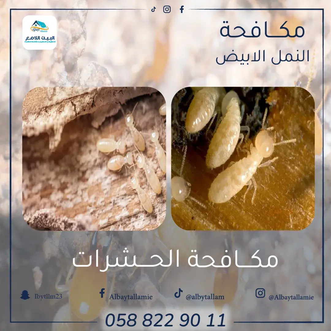 شركة البيت اللامع تقدم خدمات متكاملة لمكافحة النمل الأبيض باستخدام تقنيات متقدمة ومواد آمنة، لضمان القضاء التام على هذه الحشرات وحماية ممتلكاتك من الأضرار طويلة الأمد.