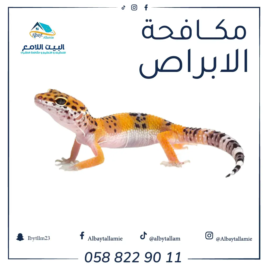 شركة البيت اللامع تقدم خدمات متخصصة لمكافحة الأبراص باستخدام تقنيات فعّالة وآمنة، لضمان القضاء الكامل على هذه الزواحف وحماية منزلك أو مكتبك من مشاكلها.