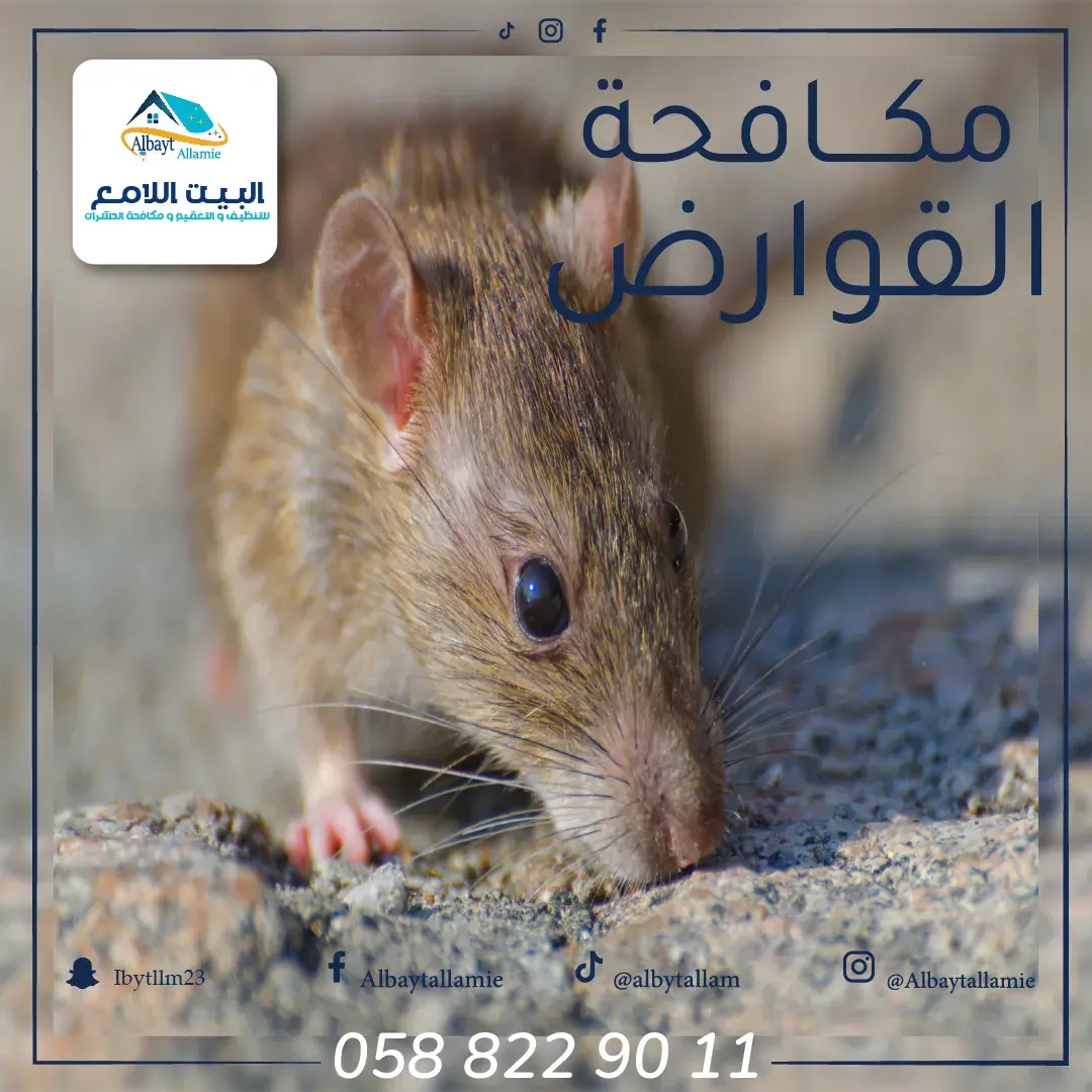 شركة البيت اللامع تقدم خدمات فعّالة لمكافحة القوارض باستخدام تقنيات متقدمة ومواد آمنة، لضمان القضاء الكامل عليها وحماية ممتلكاتك من الأضرار، مع تقديم استراتيجيات وقائية للحفاظ على بيئة خالية من القوارض.