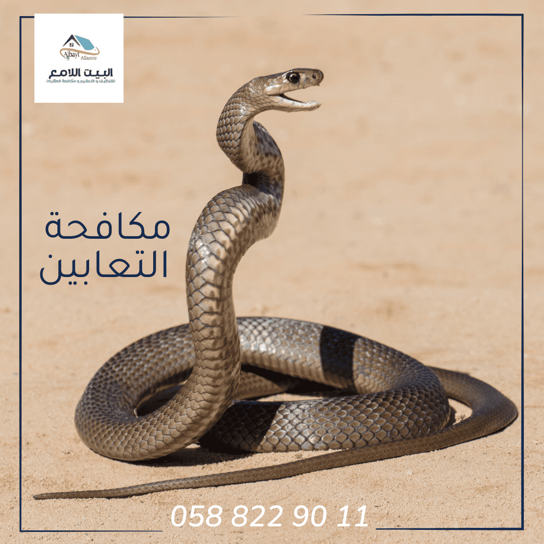 أرخص شركة مكافحة الثعابين في العين