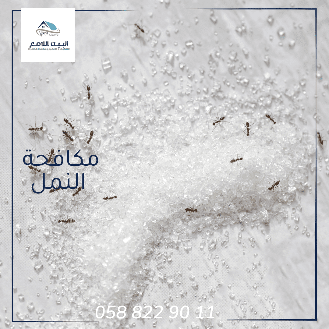 أسباب وجود النمل الأبيض في البيت