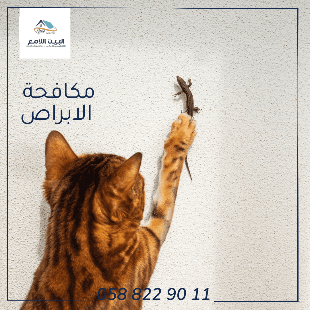 أفضل شركة لمكافحة الأبراص بأبوظبي