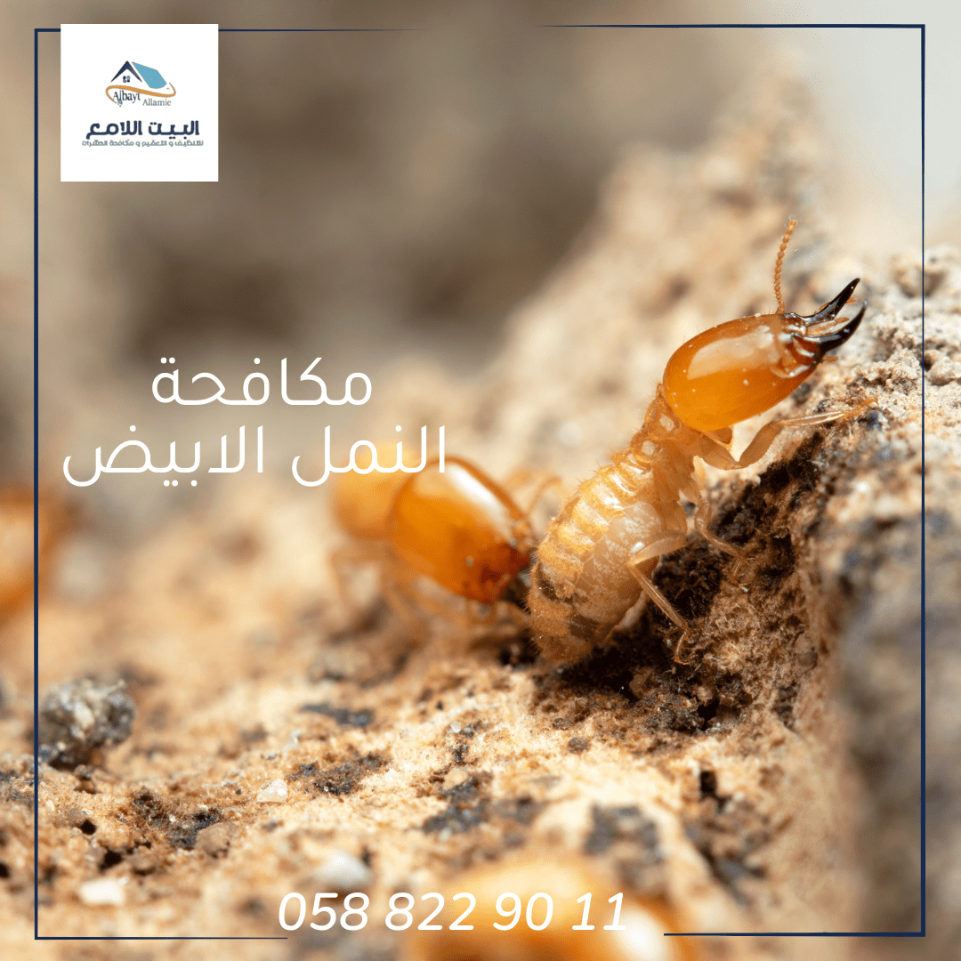 أفضل شركة لمكافحة النمل الأبيض بالعين