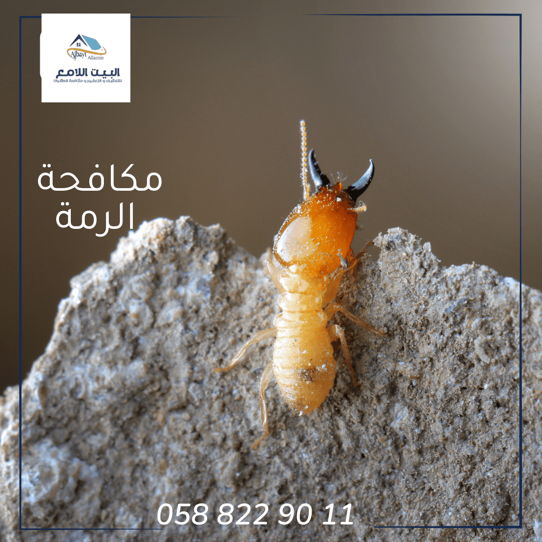 شركة مكافحة الرمة بأبوظبي