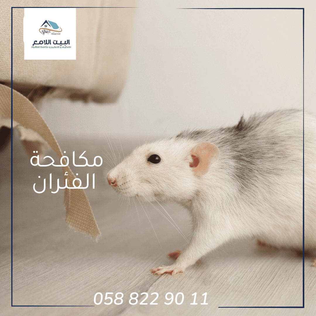 خدمات شركة مكافحة الفئران بالعين