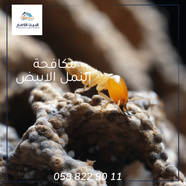 مكافحة النمل الأبيض بأبوظبي