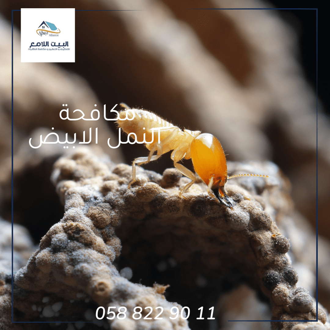 مكافحة النمل الأبيض بأبوظبي