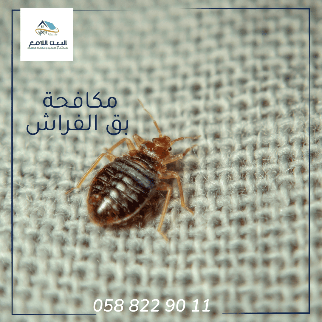 خدمات شركة مكافحة بق الفراش بأبوظبي