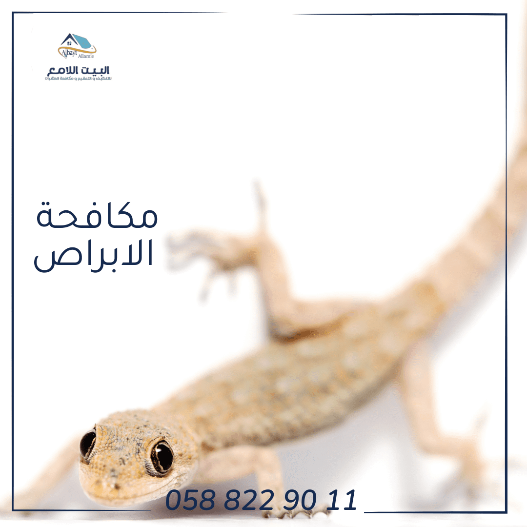 خدمات شركة مكافحة الأبراص بالعين