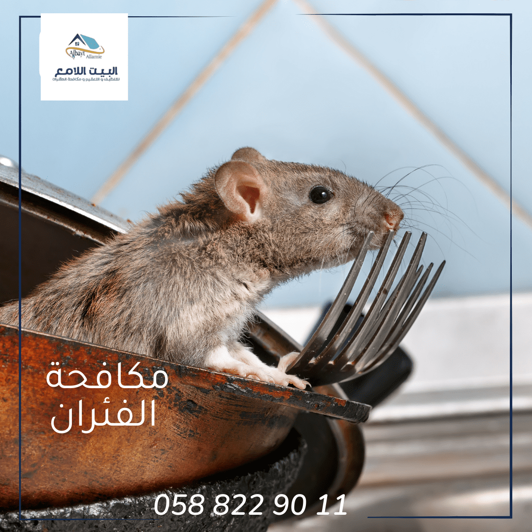 خطوات مكافحة الفئران في أبوظبي