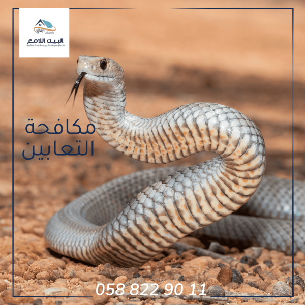 شركة مكافحة الثعابين