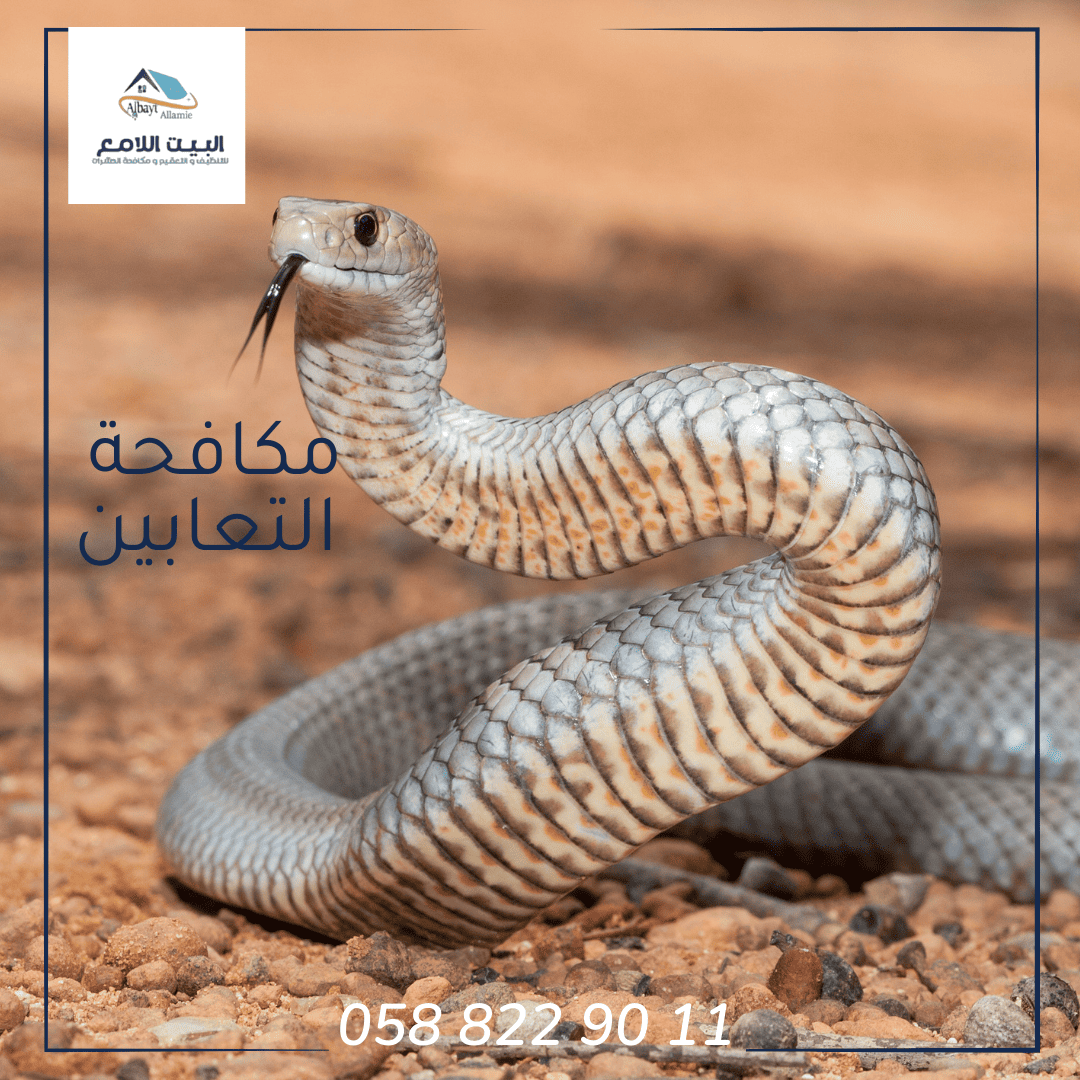 شركة مكافحة الثعابين