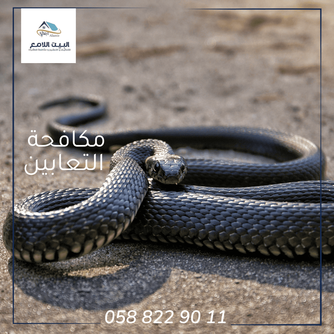 شركة مكافحة الثعابين في العين