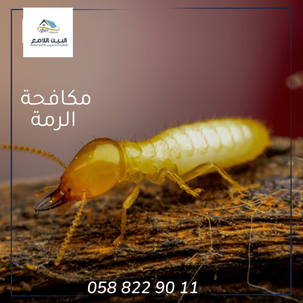شركة مكافحة الرمة