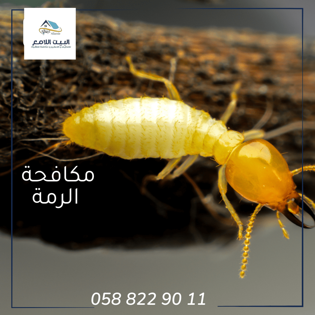 شركة مكافحة الرمة