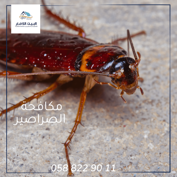 شركة مكافحة الصراصير