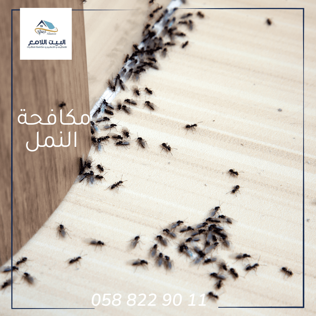 شركة مكافحة النمل