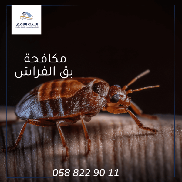 شركة مكافحة بق الفراش