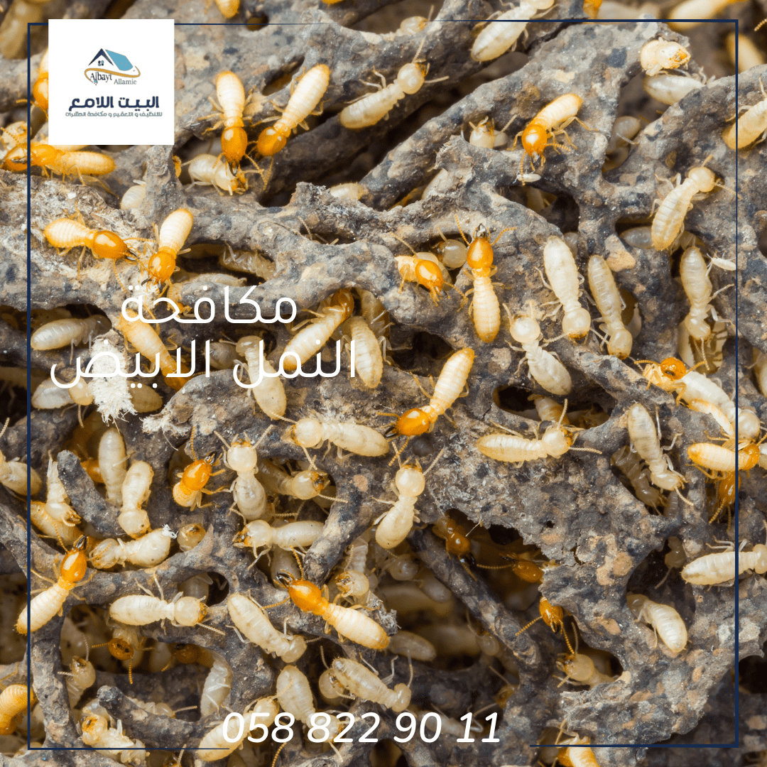 علاج النمل الأبيض في المنزل بالعين