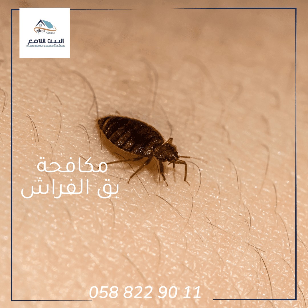 كيفية الوقاية من الحشرات المنزلية