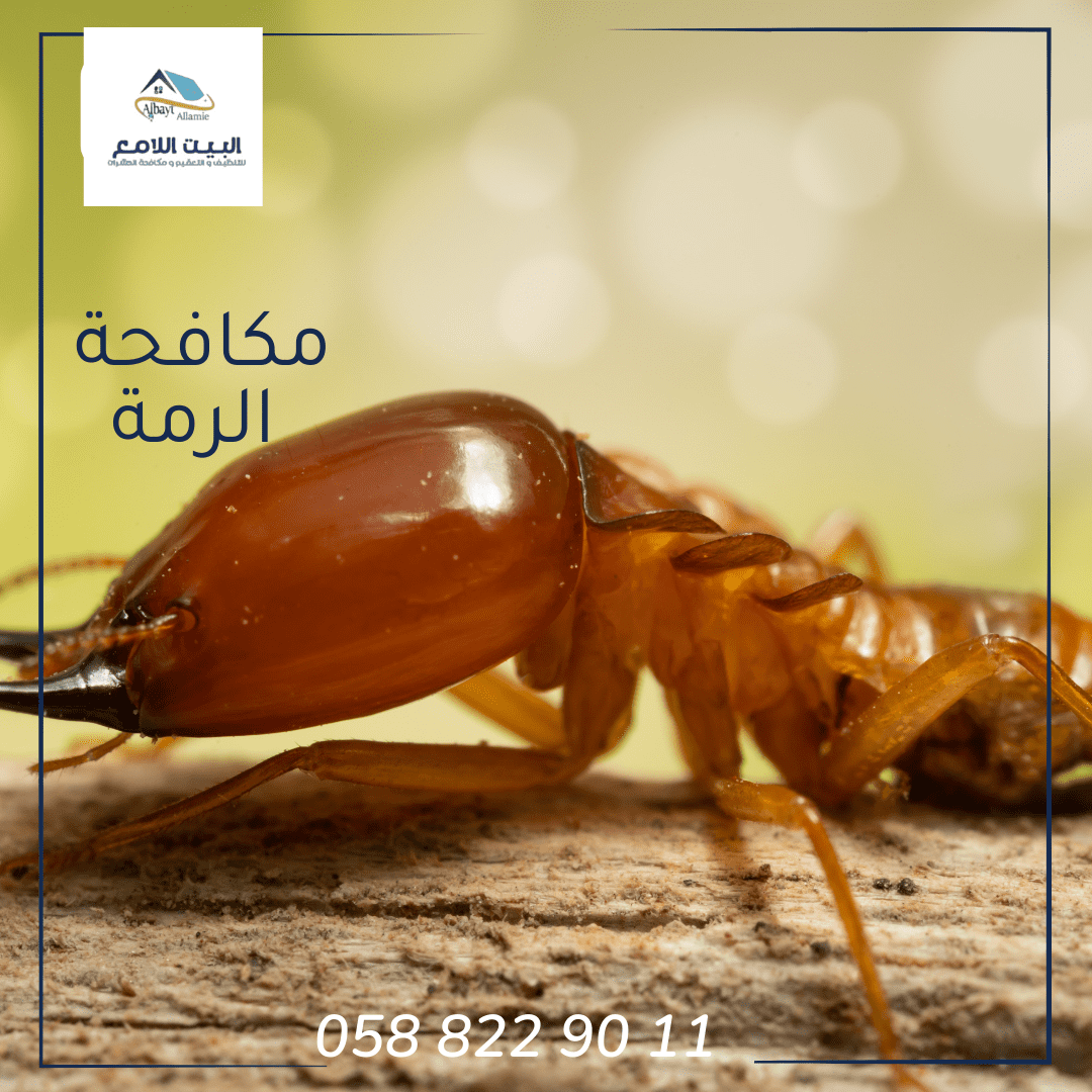 مكافحة الرمة