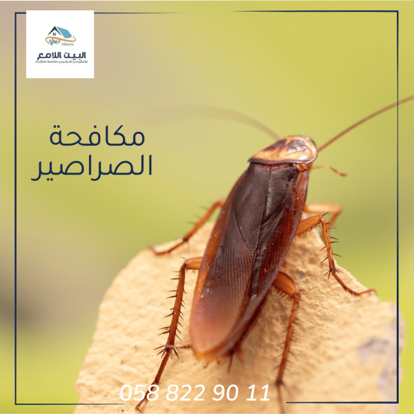 مكافحة الصراصير