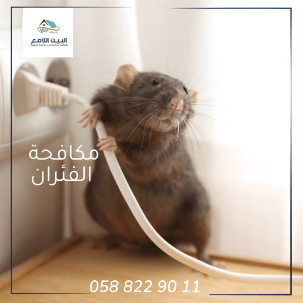 مكافحة الفئران