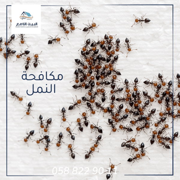 مكافحة النمل