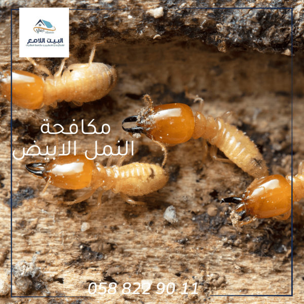 مكافحة النمل الأبيض