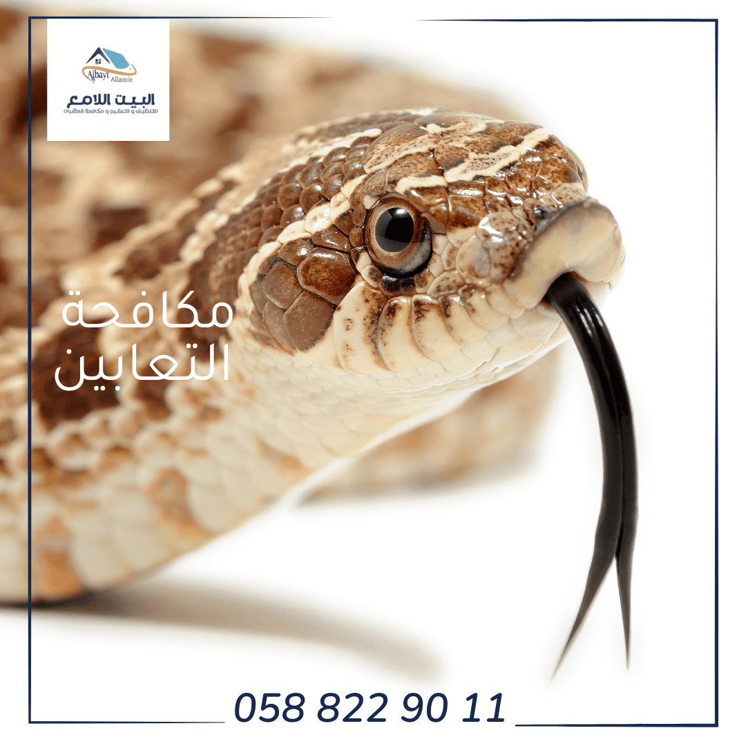 مميزات شركة مكافحة الثعابين في أبوظبي