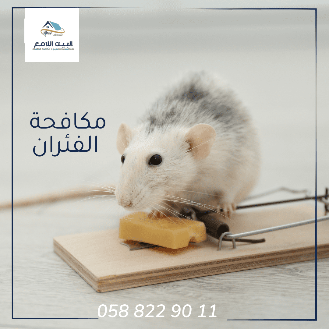 مميزات شركة مكافحة الفئران في أبوظبي