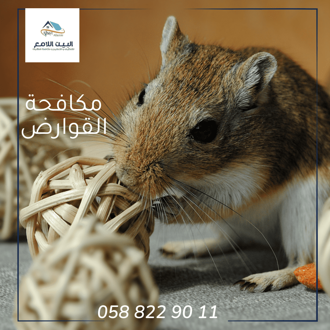 مميزات شركة مكافحة القوارض في العين