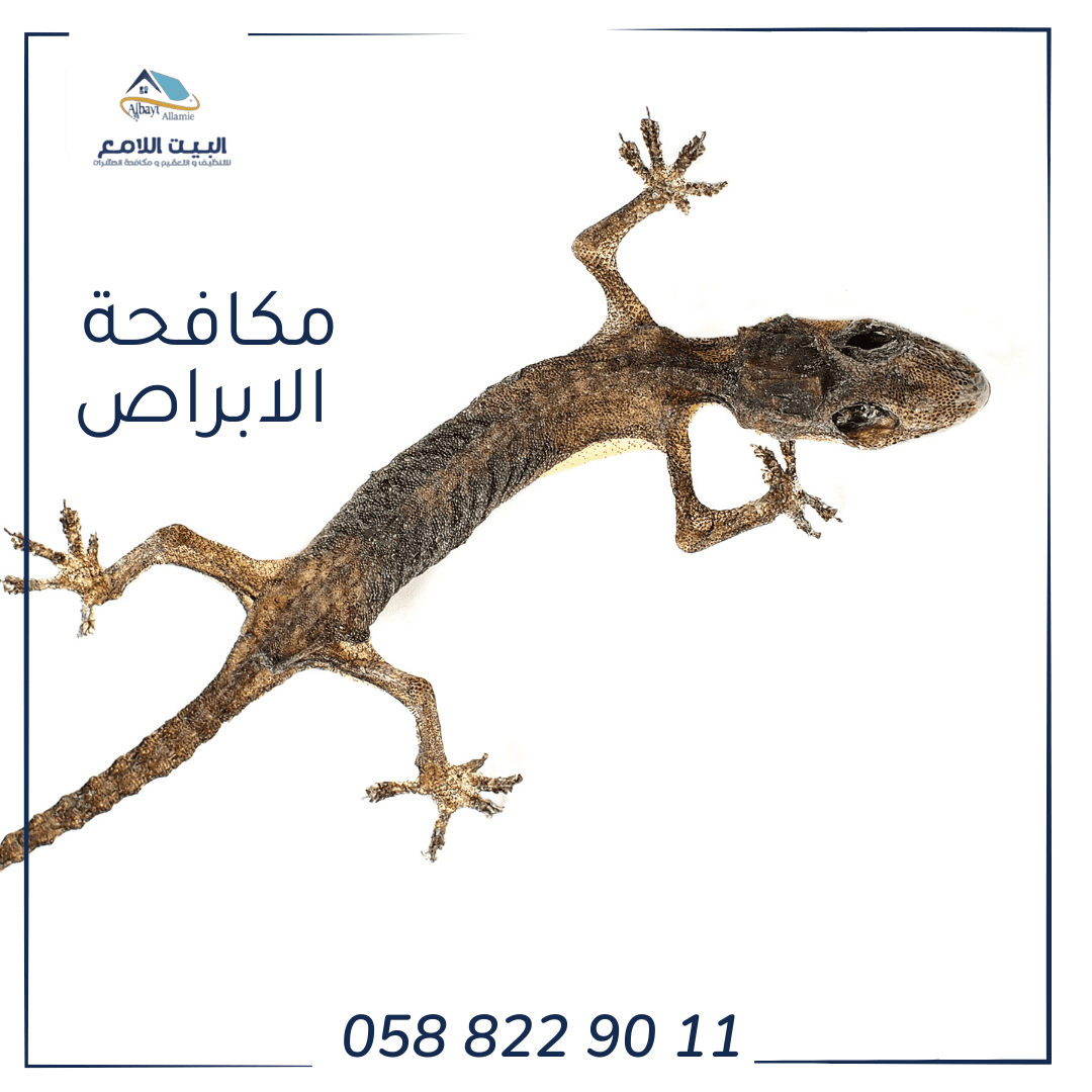 نصائح شركة مكافحة الأبراص