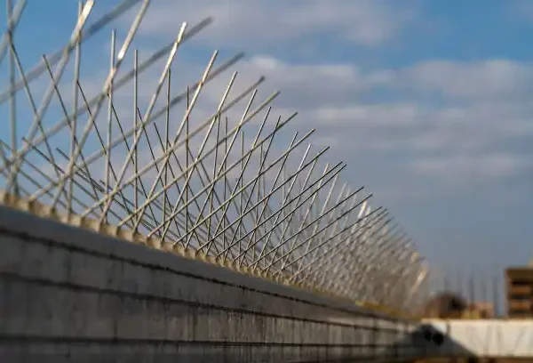 "شركة مكافحة حمام   البيت الامع لمكافحة الحشرات"