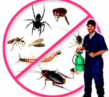 "شركة مكافحة حشرات"