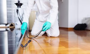 "شركة مكافحة حشرات في أم القيوين – البيت اللامع"