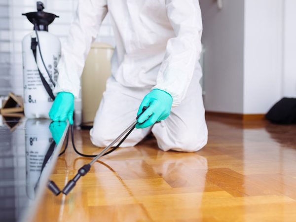 "أفضل شركة مكافحة بق الفراش في رأس الخيمة – البيت اللامع"